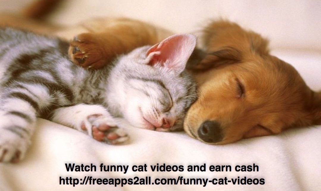 People always say cats and dogs are born to be enemies, but this