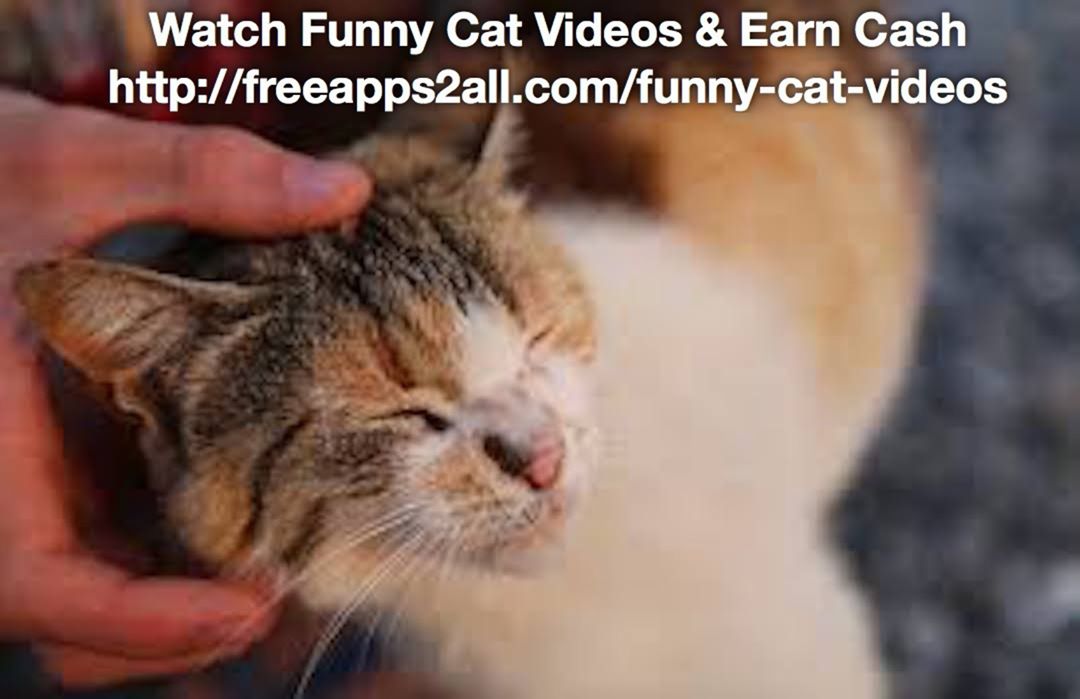 Do you know why cats like to be petted ??? Do you enjoy the feeling petting your ADEW Pets Centre