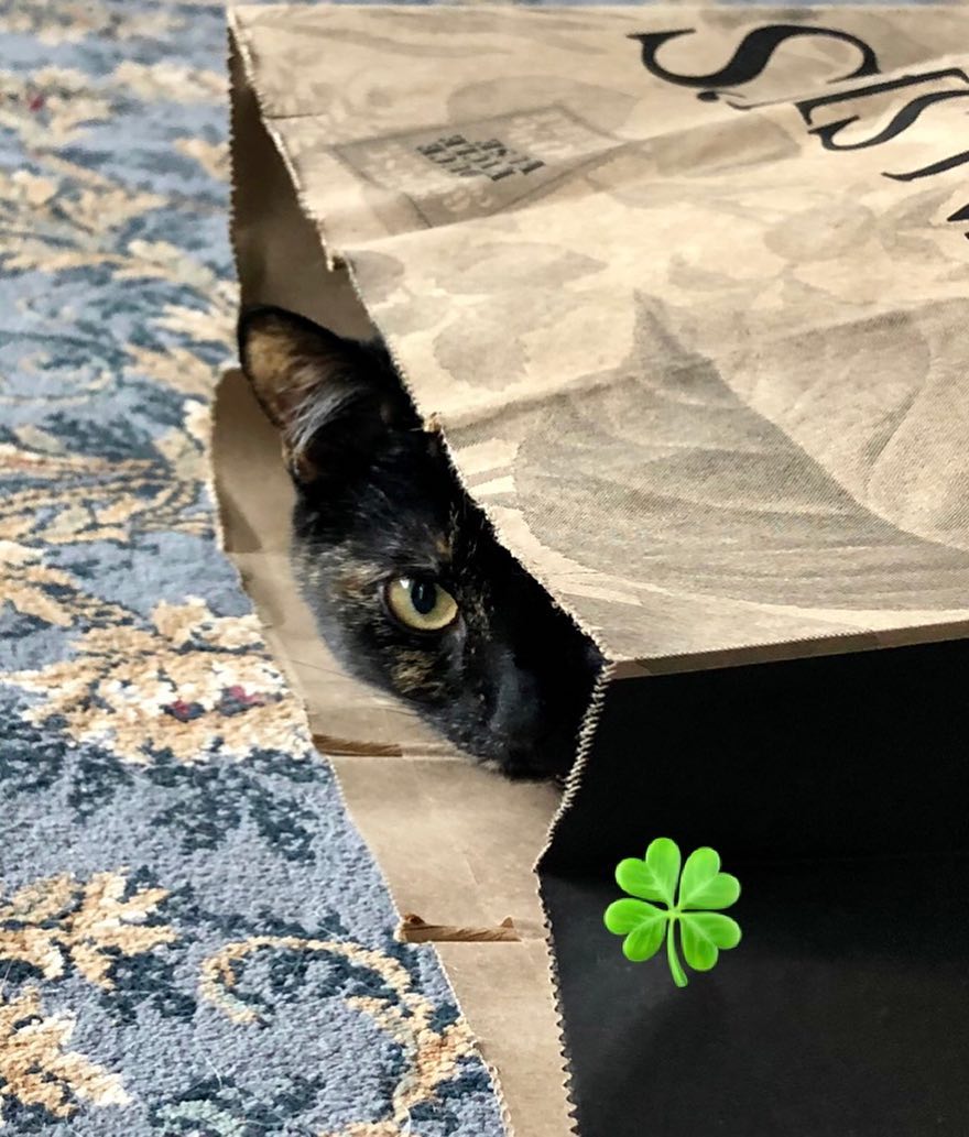 Looking for leprechauns! ADEW Pets Centre