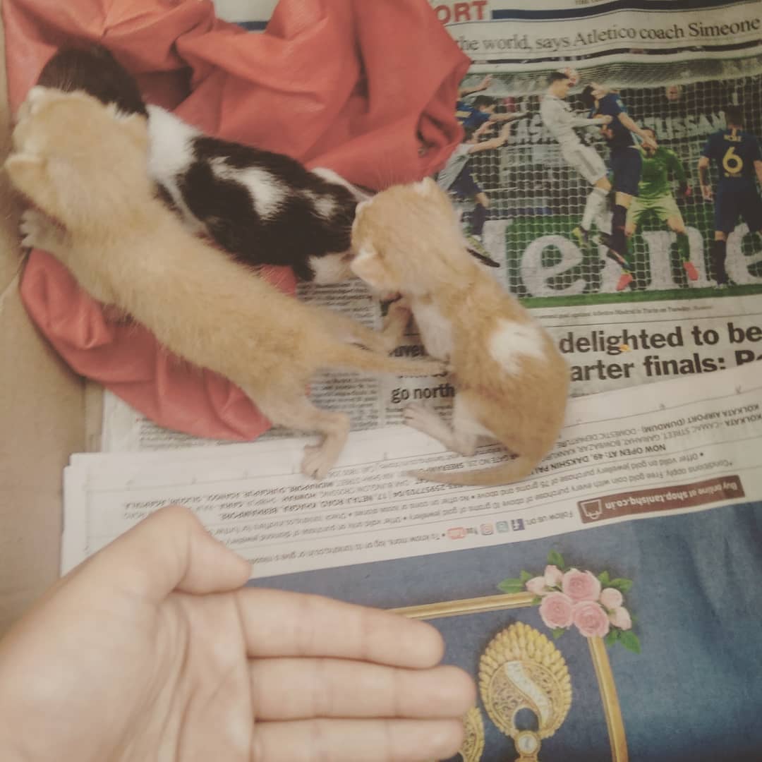 We rescued 3 newborn orphaned kittens from the road. Please help