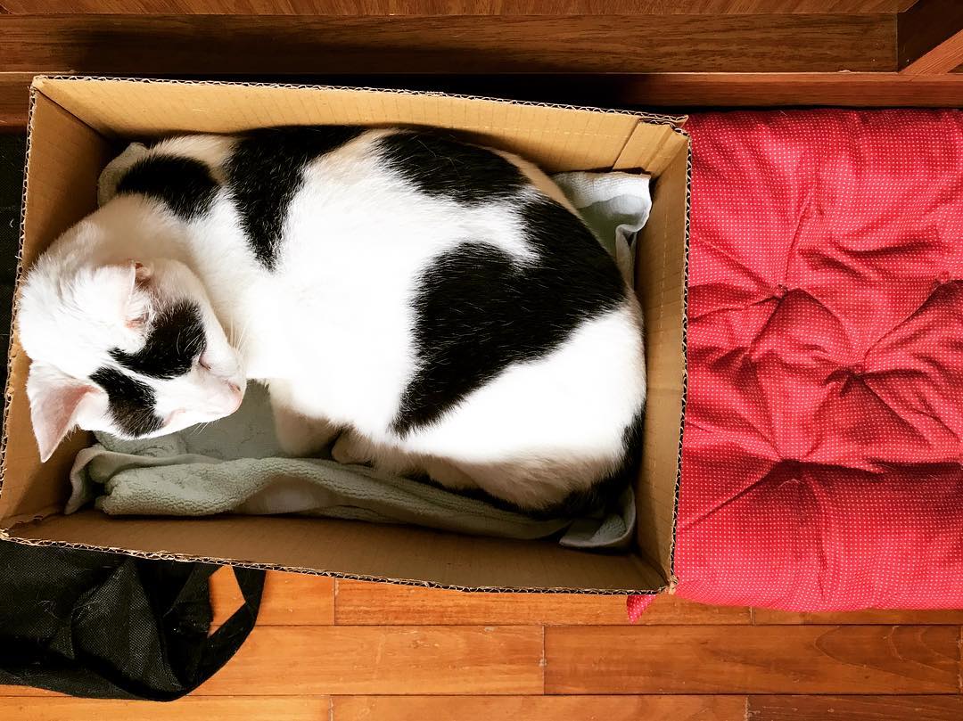 I’m a Kittyinabox. I love sleeping in boxes, even there is cushions
